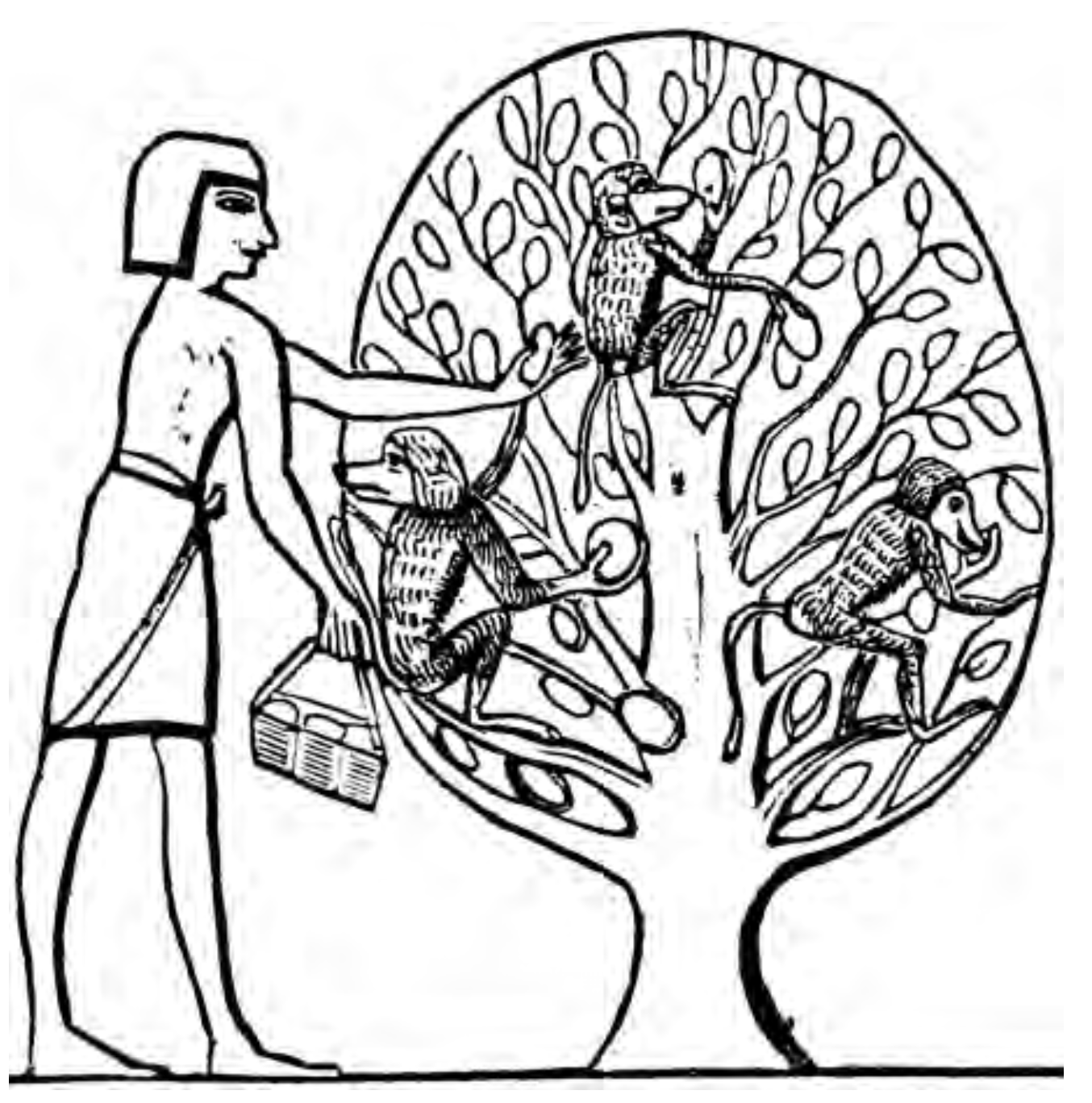 La fruta, los monos y la civilización egipcia